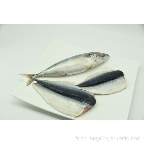 Frozen BQF MacKerel Taille 200-300g 300-500G avec glaçure à 5%